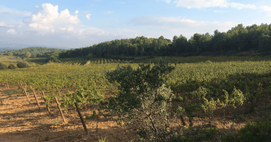 Active vineyard and abandoned fields in the background that are now forests. Credits: Stephen Bell ICTA-UAB