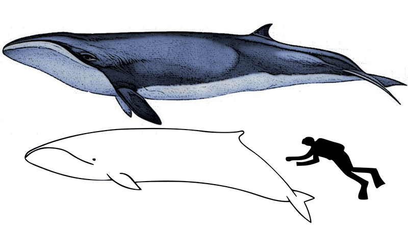 Size of pygmy right whale compared to an average human. Credit: Wikipedia Commons