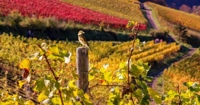 Sparrow in vineyard CREDIT: Frederic Angelier
