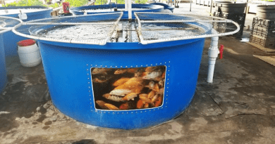 Fish raised in closed-containment farms can be coupled to plant cutltivation through a production model known as aquaponics. The researchers have now established a system to treat the hitherto ignored solid waste produced by these fish while also generating biogas from fish waste. CREDIT: Victor Lobanov