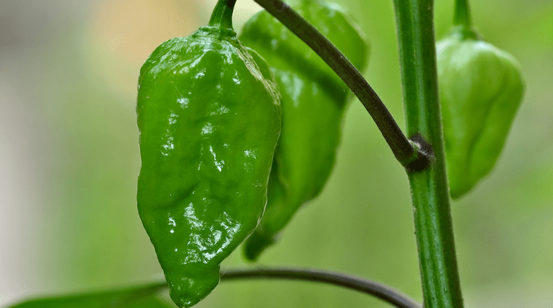 Naga Morich chili peppers. Photo Credit: Balaram Mahalder, Wikipedia Commons