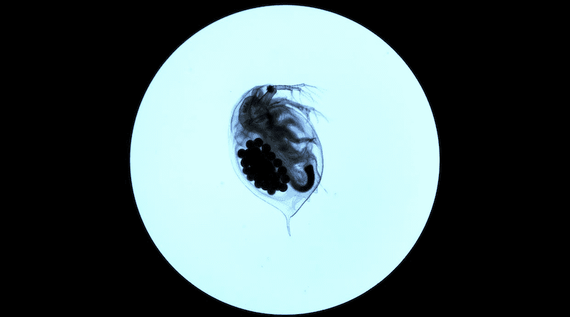 This is a mature Daphnia magna imaged under a microscope at 20x magnification. The photo was taken at the end of the 21 day exposure to sunscreen so that we could measure its body length. The black spheres on the bottom left are developing eggs. CREDIT: Aaron Boyd