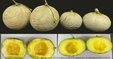 Melon fruits 14 days after harvest (stored at 25°C). CREDIT: University of Tsukuba