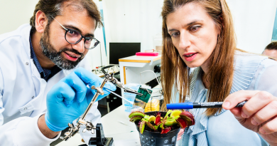 Abdul Manan Dar and Eleni Stavrinidou demonstrate how the multi-electrode array technology can be used to examine the emergence and propagation of the electrical signal in a Venus Flytrap. Photo: Thor Balkhed/Linköping University