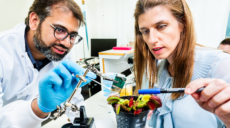 Abdul Manan Dar and Eleni Stavrinidou demonstrate how the multi-electrode array technology can be used to examine the emergence and propagation of the electrical signal in a Venus Flytrap. Photo: Thor Balkhed/Linköping University