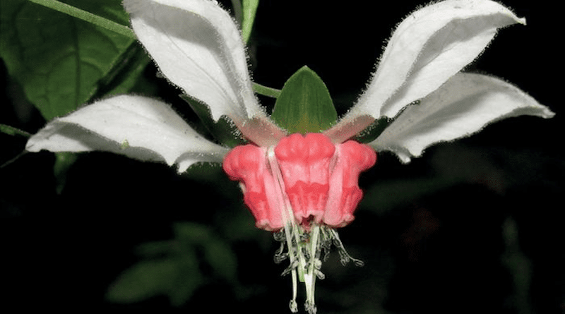 Flower of Nasa humboldtiana subspecies humboldtiana CREDIT: X. Cornejo