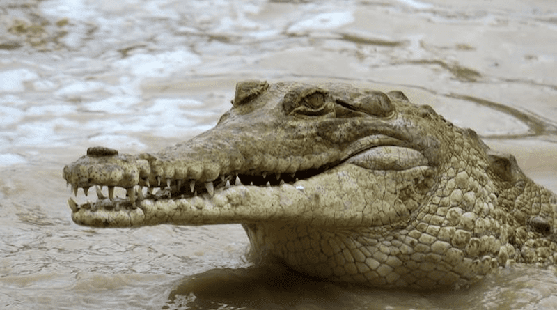 Female Orinoco crocodile from the Roberto Franco Tropical Biological Station's ex-situ population. CREDIT: Mario Vargas-Ramírez