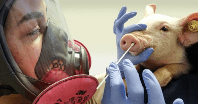 Dr. Giovana Ciacci Zanella swabbing a pig snout to gather samples to test for influenza A virus CREDIT: M.Marti and A.Grimes, USDA