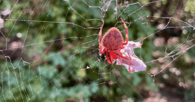 Neoscona (orbweaver) spider found by the research team. CREDIT: Karin Burghardt
