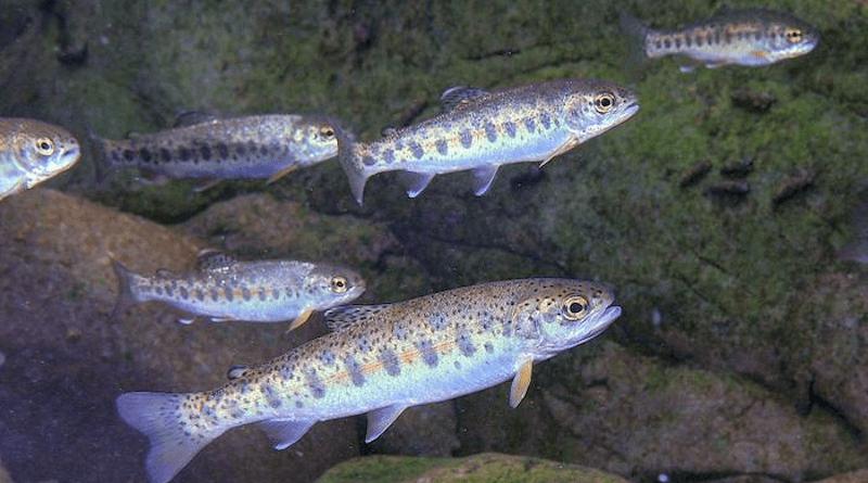 Juvenile steelhead trout in a natural stream environment. (Photo by John McMillan)