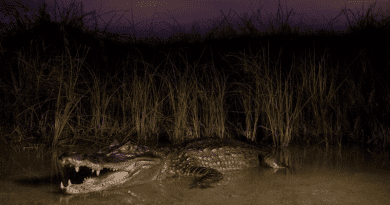 An adult spectacled caiman captured in Biscayne Bay Coastal Wetlands CREDIT: Nick Scobel