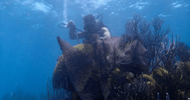 A diver collects a coral sample, illustrative of the process used by researchers in climate studies. One such sample was analyzed to reveal that during the past century, the western boundary current in the southern Pacific Ocean has intensified with global warming, a team of researchers reported recently in Nature Geoscience. The current plays a pivotal role in influencing weather patterns, including phenomena such as El Nino, which, having officially arrived in June 2023, may potentially set a new record for global average temperature. CREDIT: Xingchen (Tony) Wang