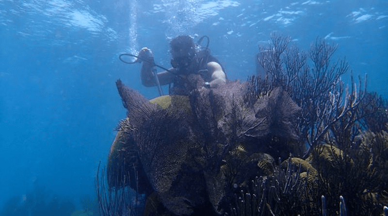 A diver collects a coral sample, illustrative of the process used by researchers in climate studies. One such sample was analyzed to reveal that during the past century, the western boundary current in the southern Pacific Ocean has intensified with global warming, a team of researchers reported recently in Nature Geoscience. The current plays a pivotal role in influencing weather patterns, including phenomena such as El Nino, which, having officially arrived in June 2023, may potentially set a new record for global average temperature. CREDIT: Xingchen (Tony) Wang
