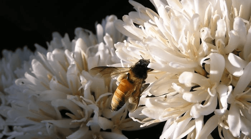 Bee species Apis dorsata on a coffee plant. CREDIT: Smitha Krishnan