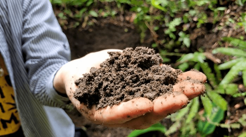 Brazilian scientists analyzed the typical soil composition resulting from native management with the aim of developing biotech applications for more effective restoration of degraded areas CREDIT: Luís Felipe Zagatto/CENA-USP