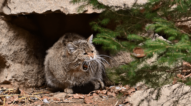 feral cat