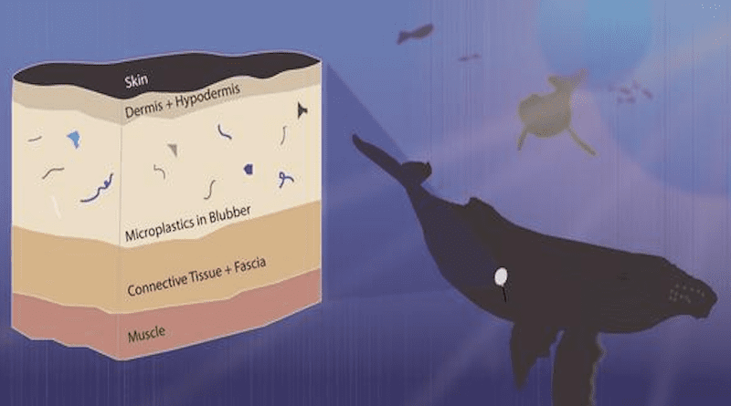Graphical Abstract from a paper in Environmental Pollution showing where in a whale's anatomy plastic particles may be found. Plastics are lipophilic and may home in on the blubber and fat pads. CREDIT: Greg Merrill Jr., Duke University
