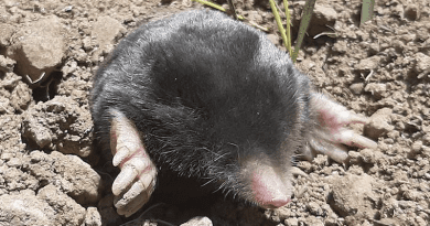 Talpa hakkariensis – found in the Hakkari region of southeastern Turkey – was identified as a new species of mole, highly distinctive in terms of both its morphology and DNA CREDIT: University of Plymouth