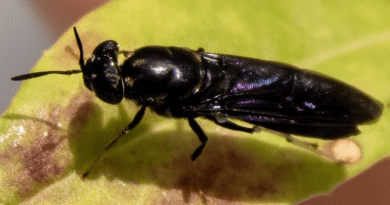 Black soldier flies are a good source of chemicals to make bioplastics. CREDIT: Cassidy Tibbetts