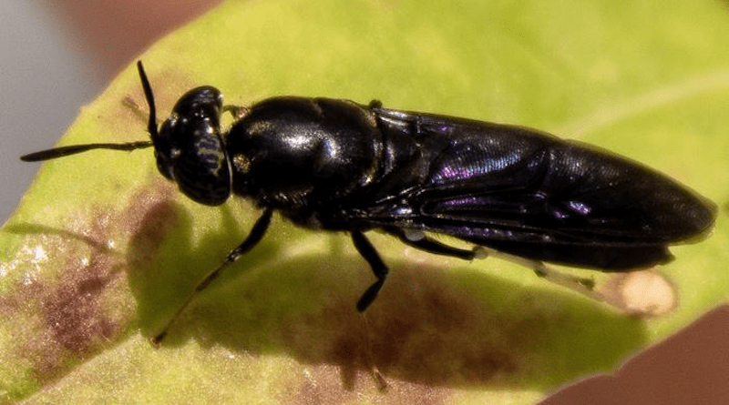 Black soldier flies are a good source of chemicals to make bioplastics. CREDIT: Cassidy Tibbetts