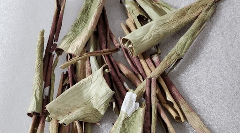 Aloe rinds, like those pictured here, contain bioactive compounds that could be used to deter insects from feasting on agricultural fields. CREDIT: Nazmul Huda