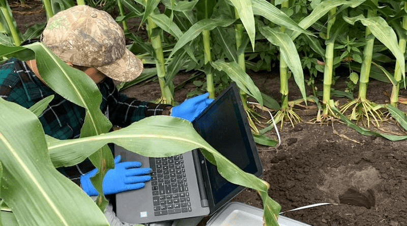Vignesh Kumar Thoomatti Haridass, a postdoctoral research associate working with Iowa State's Liang Dong, installs soil and stalk nitrate sensors within a cornfield. CREDIT: Photo by Liang Dong/Iowa State University.