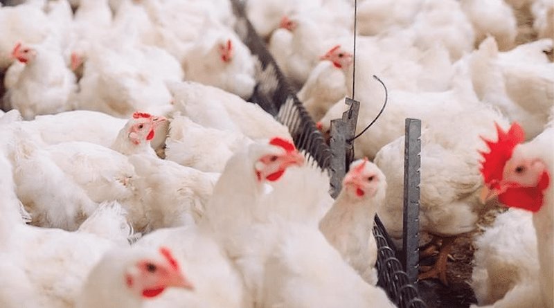 Livestock farm CREDIT: University of Nottingham