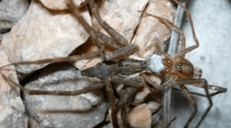 South American male Paratrechalea ornata spiders offer silk-wrapped food gifts to woo females. CREDIT: MJ Albo (Universidad de la República, Uruguay)