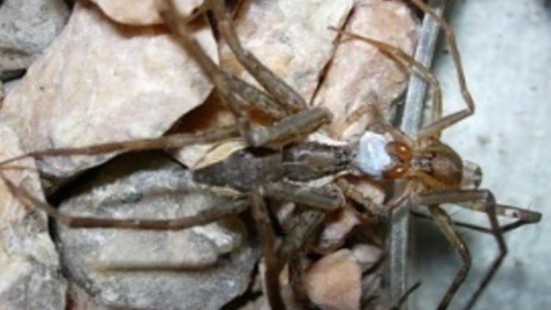 Climatic Changes Put The Brakes On Spider Romance – Eurasia Review