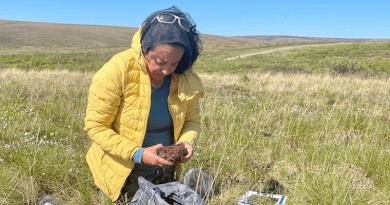 ORNL’s Fernanda Santos examines a soil sample at an NGEE Arctic field site in the Alaskan tundra in June 2022. CREDIT: Amy Breen, University of Alaska Fairbanks