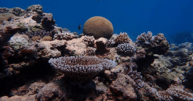 Drawing on decades of field observations, the scientists modelled many possible future coral bleaching trajectories for Palauan reefs, each with a different simulated rate of thermal tolerance enhancement. CREDIT: Liam Lachs