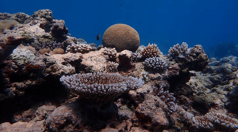 Drawing on decades of field observations, the scientists modelled many possible future coral bleaching trajectories for Palauan reefs, each with a different simulated rate of thermal tolerance enhancement. CREDIT: Liam Lachs