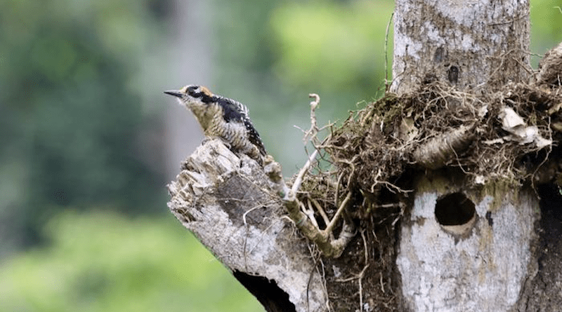 Cavity-nesting birds, like this black-cheeked woodpecker in Ecuador, rely on natural cavities, like the hole in this tree, for nesting and reproductive success. CREDIT: Daniel Karp, UC Davis