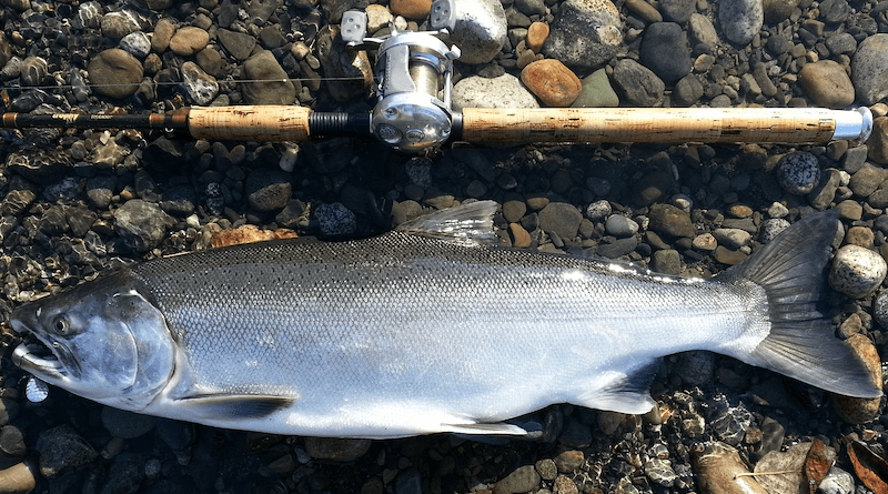 coho fish salmon