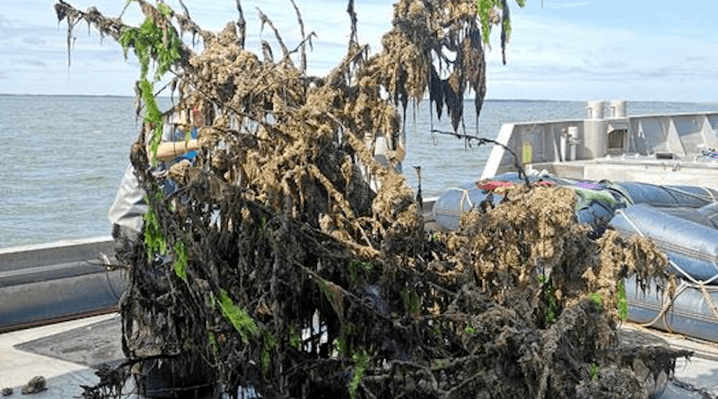 One of the tree-reefs after five months in the Wadden Sea CREDIT: Jon Dickson