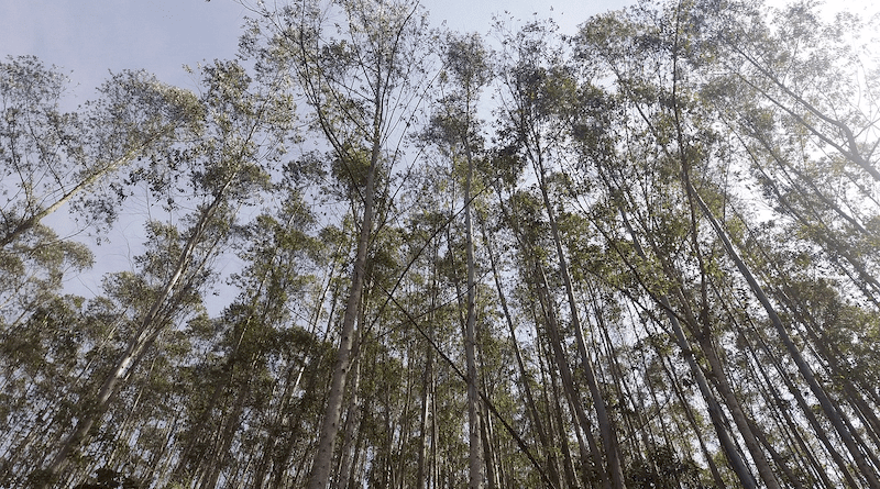 eucalyptus trees forest