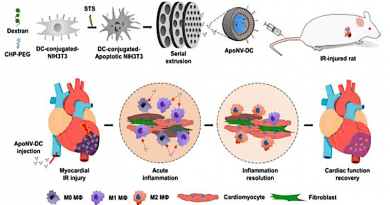 Schematic illustration of treatment of myocardial ischemia-reperfusion (IR) injury with the targeted delivery of ApoNV-DCs. CREDIT: Korea Institute of Science and Technology