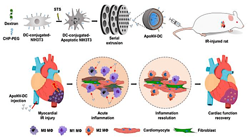 Schematic illustration of treatment of myocardial ischemia-reperfusion (IR) injury with the targeted delivery of ApoNV-DCs. CREDIT: Korea Institute of Science and Technology