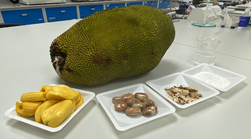 A side-by-side presentation of a jackfruit, its fruit, seeds, the powder from its freeze-dried seeds, and lactic acid produced from the seeds in a beaker.