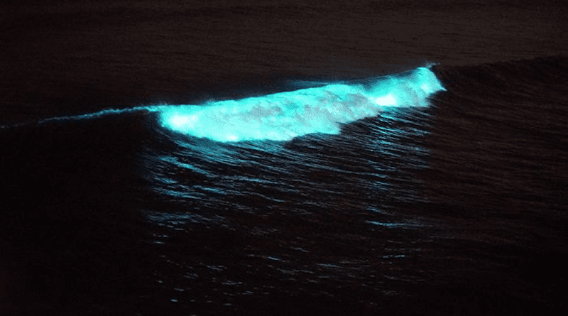 Bioluminescent waves off Scripps Pier on April 24, 2020, during a major red tide event. CREDIT: Michael Latz
