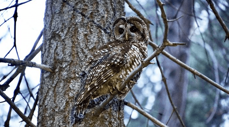 California Spotted Owl in Sequoia National Park. CREDIT: Connor Wood, Yang Center, Cornell Lab of Ornithology