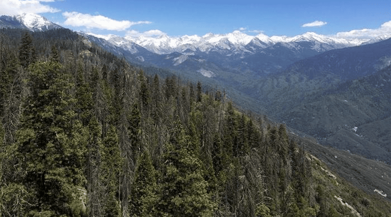 About 80 percent of the trees in this part of the Sierra Nevada died during the 2012-16 drought. UC Davis postdoctoral researcher Jessie Au and her team developed a new way to measure trees' decline amid drought and, for the first time, predict whether a forest can survive future drought. CREDIT: Jessie Au