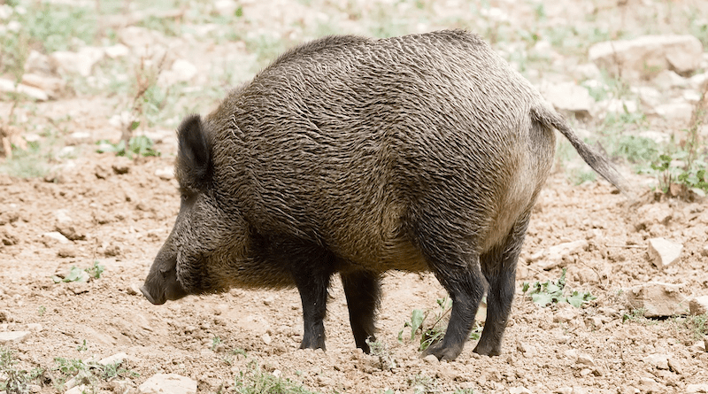 wild boar germany