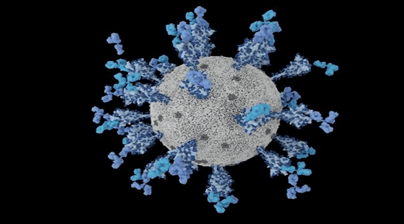 Computer-generated image of neutralizing antibodies (light blue) binding the spike protein of the SARS-CoV-2 virus. CREDIT: Lexi Walls and David Veesler