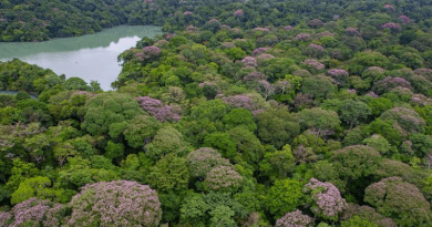 The spatial distribution of purple-blooming Dipteryx oleifera trees on Barro Colorado Island, Panama. Our analysis reveals that for this species, the distance between an adult tree and its nearest neighbor is 5.5 times as far as expected based on where the seeds fall, and each tree has only 2% of the neighbors expected within 20 meters. The average distance to which seeds are dispersed is estimated to be 16.8 meters. CREDIT: Christian Ziegler