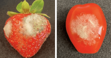 Gray mold growing on produce. CREDIT: Hailing Jin/UCR