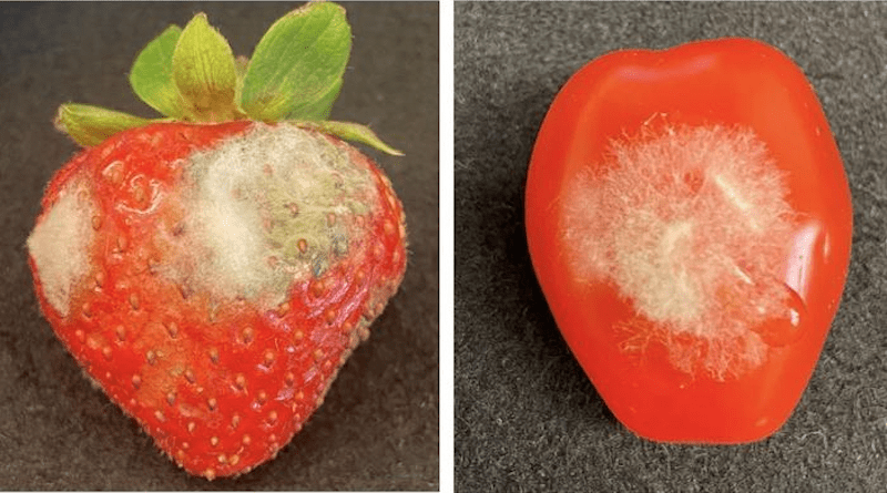 Gray mold growing on produce. CREDIT: Hailing Jin/UCR