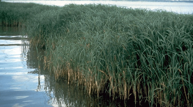 Marsh endemic to the Florida Keys. Photo Credit: United States Department of Agriculture, Wikipedia Commons