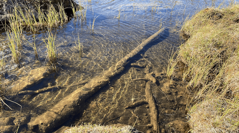 The researchers used subfossil wood from trees preserved in mountain lakes. (Photo: Håkan Grudd)