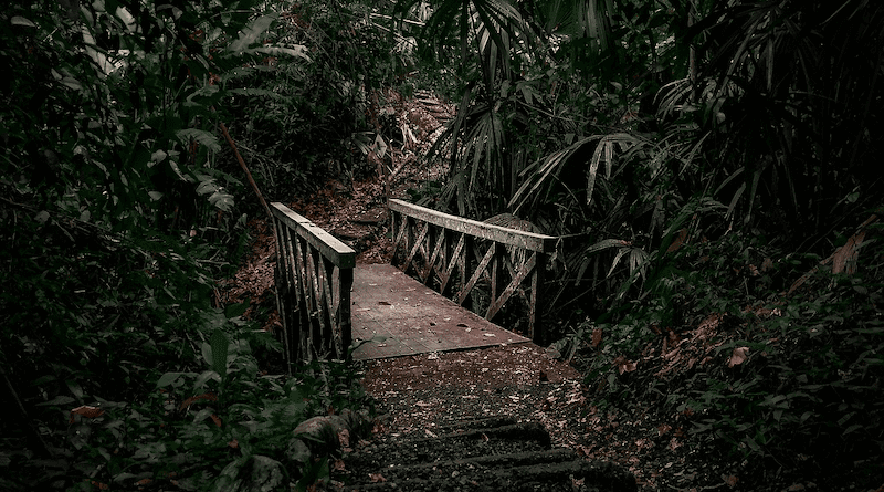 Colombia Latin America forest path